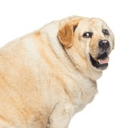 FAT