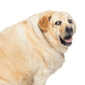 FAT