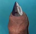 Megladong