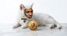 MikeCat