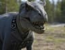 REXLER