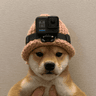 dogpro