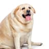 DUG