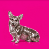 PINKY