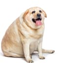 FAT