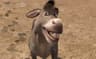 DONKEY