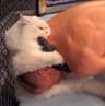 Ufccat