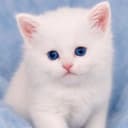KITTY