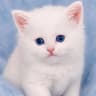 KITTY