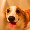 CORGI