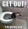 catshit