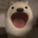 popdog