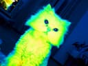 QCAT