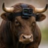 GOPROBULL