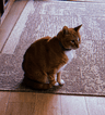 HOBBES