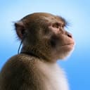 apemus