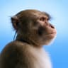 apemus