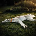 Borzoi