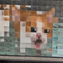pixelcat