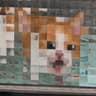 pixelcat