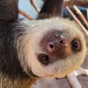 SOLANASLOTH