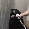 YESDOG