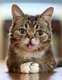 BUB