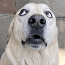 Rufus