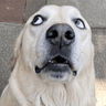 Rufus