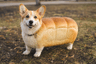 LOAF