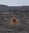 Orangutans