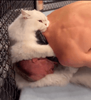 UFC