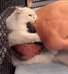 UFC