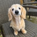ツ