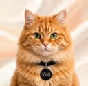 Billi
