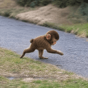 Apemothy