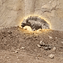 Hyena