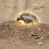 Hyena