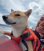 hodlmaxxing