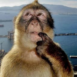 thinkingmonk