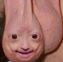 frednuds