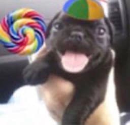 ESSEXX
