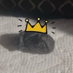 PookieTheDookie