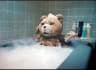 TED