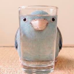 drazahoib