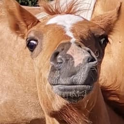 turbohorse