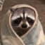 RaccoonAura