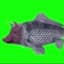 pigfishbro