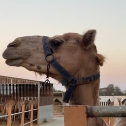 0xmooncamel