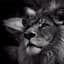TigerIQx
